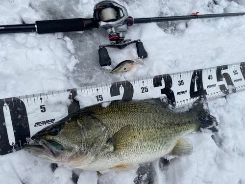 ブラックバスの釣果
