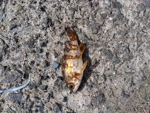 シロメバルの釣果