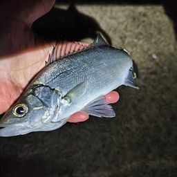 セイゴ（ヒラスズキ）