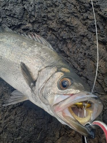 ヒラスズキの釣果