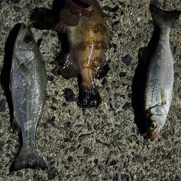 セイゴ（ヒラスズキ）