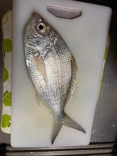 ツッパリサギの釣果