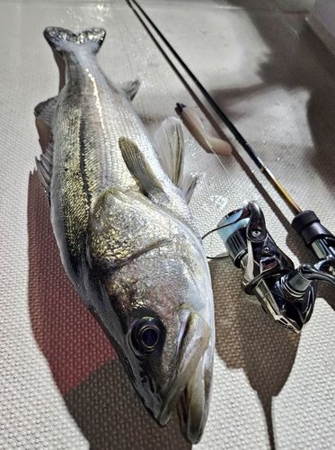 京浜運河（川崎）