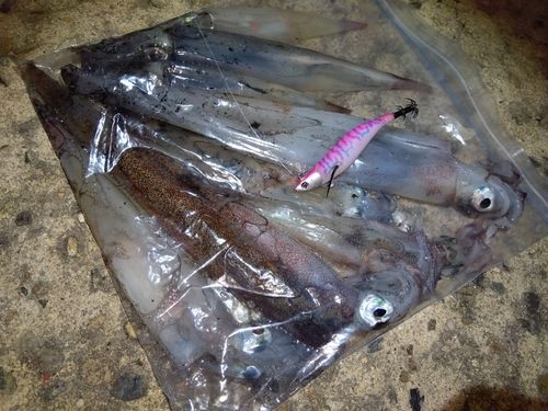 ヤリイカの釣果