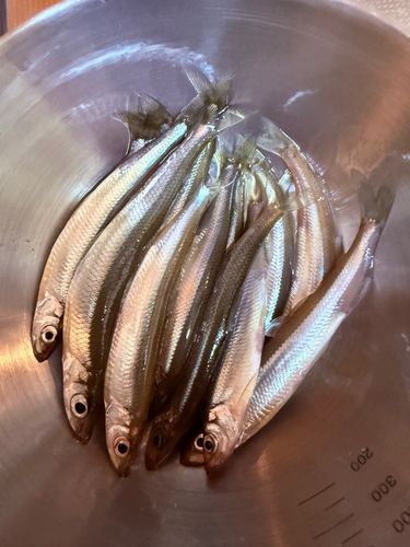 ワカサギの釣果