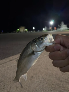 セイゴ（マルスズキ）の釣果