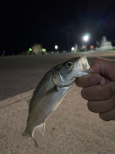 セイゴ（マルスズキ）の釣果