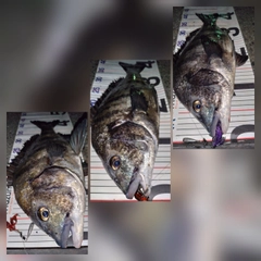 チヌの釣果
