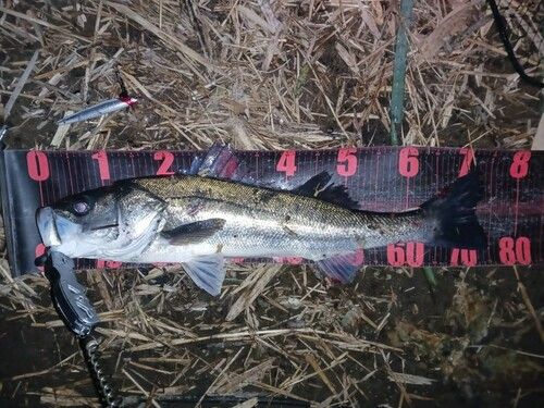 シーバスの釣果