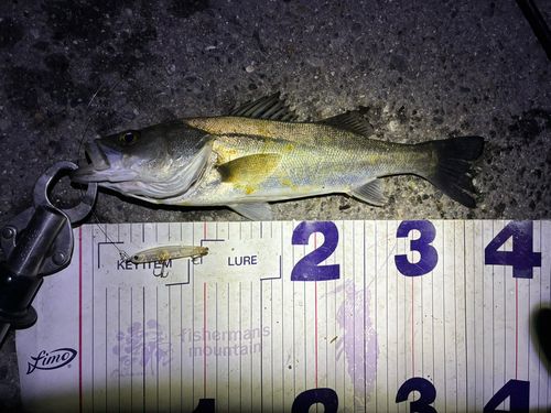 フッコ（マルスズキ）の釣果