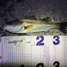 フッコ（マルスズキ）