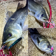 フッコ（マルスズキ）の釣果