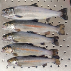 サクラマスの釣果