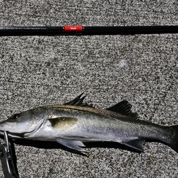 セイゴ（マルスズキ）