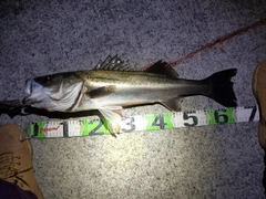 シーバスの釣果
