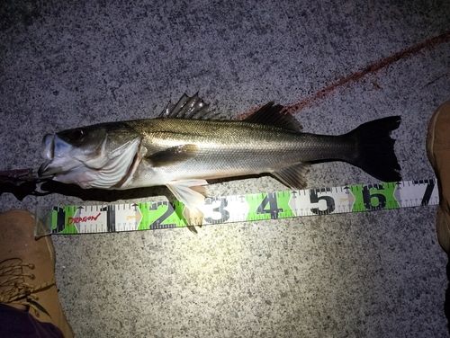 シーバスの釣果