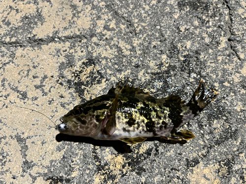 タケノコメバルの釣果