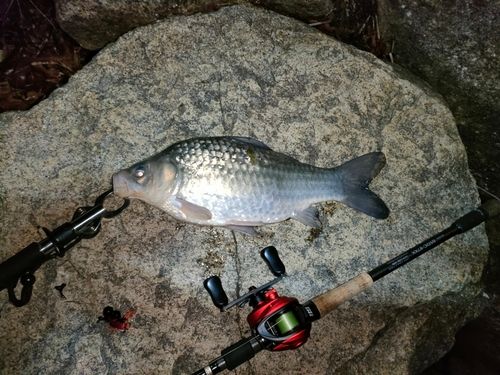 フナの釣果