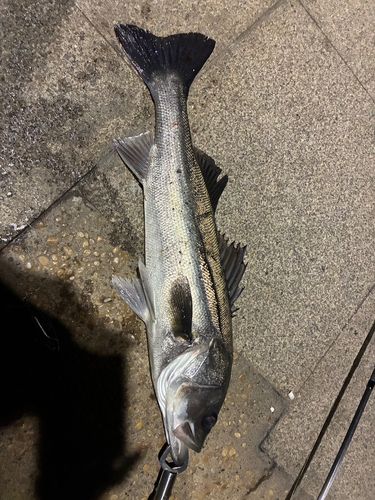 船橋港親水公園