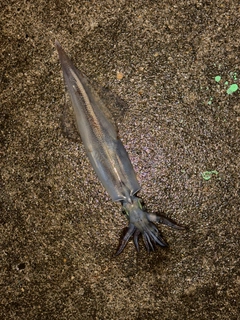 ヤリイカの釣果