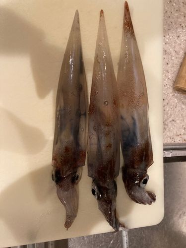 ササイカの釣果