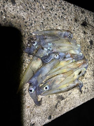 ササイカの釣果