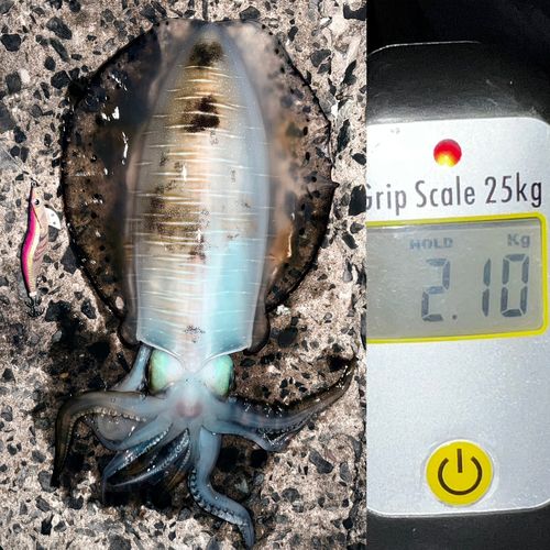 アオリイカの釣果