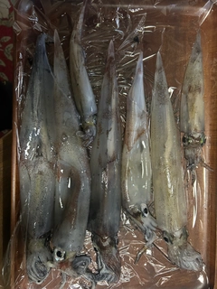 ヤリイカの釣果