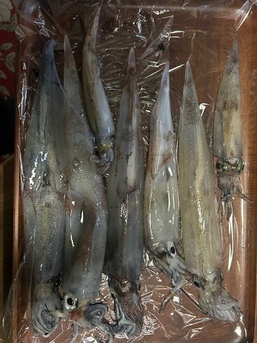 ヤリイカの釣果