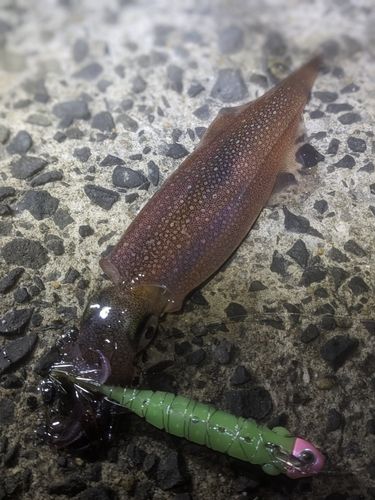 ササイカの釣果