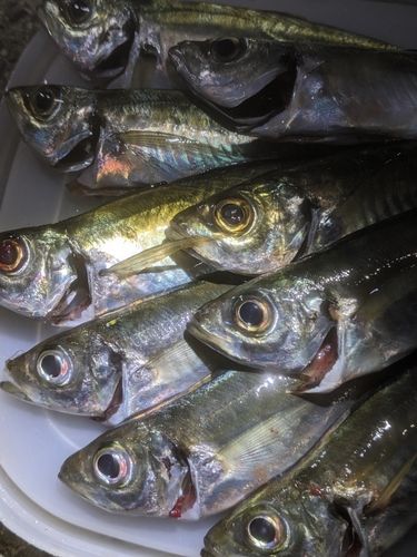 マアジの釣果