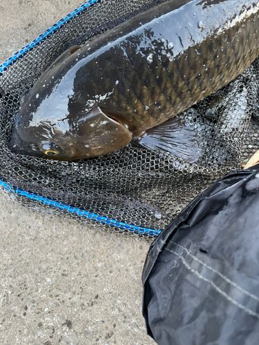 コイの釣果