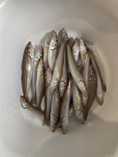 シロギスの釣果