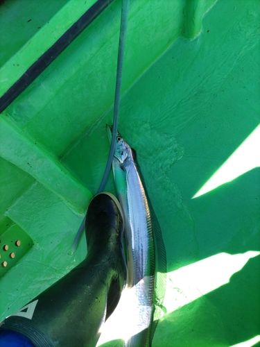 タチウオの釣果