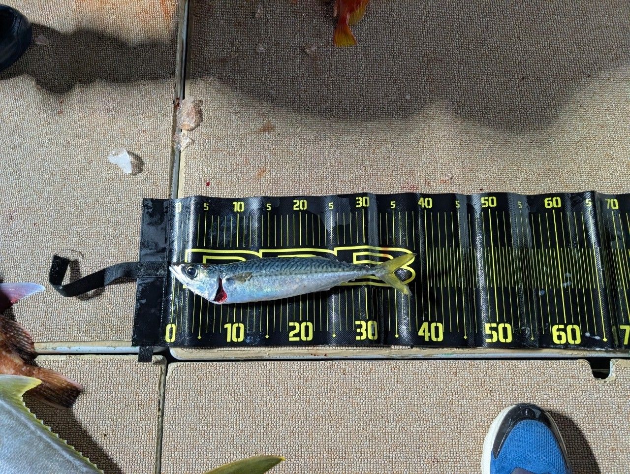 DAIWA 20ソルティガ エアポータブル J59S-3の最安値・インプレ・釣果