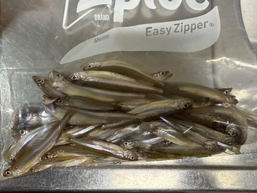 ワカサギの釣果