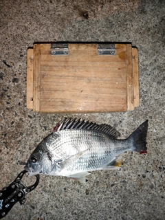 キビレの釣果