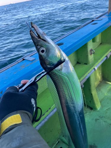 タチウオの釣果