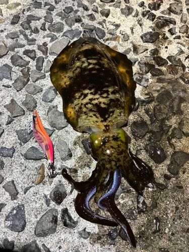 アオリイカの釣果
