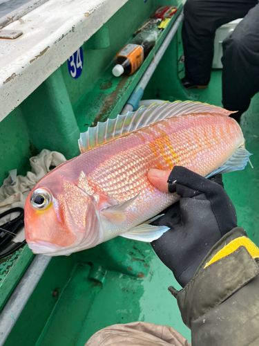 アカアマダイの釣果