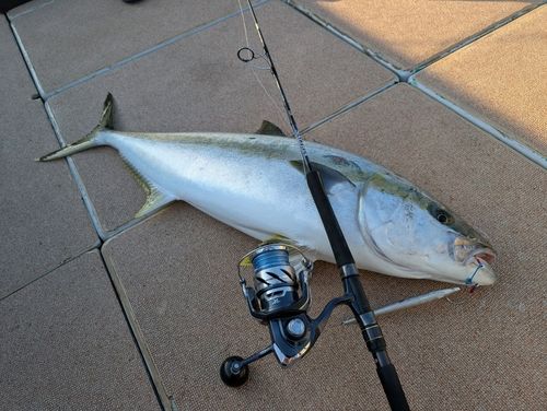 ヒラマサの釣果