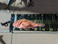 ウッカリカサゴの釣果