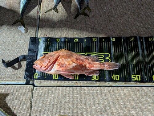 ウッカリカサゴの釣果