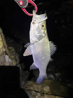 セイゴ（マルスズキ）の釣果