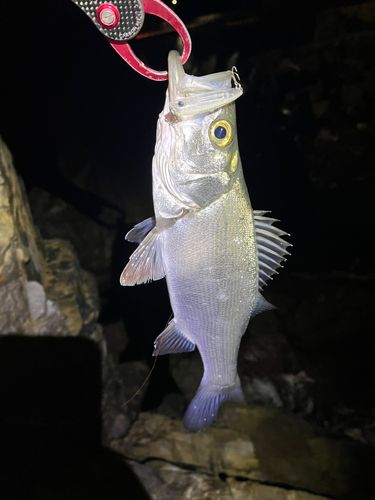 セイゴ（マルスズキ）の釣果
