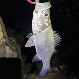 セイゴ（マルスズキ）