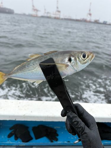 東京湾（アクアライン〜富津）