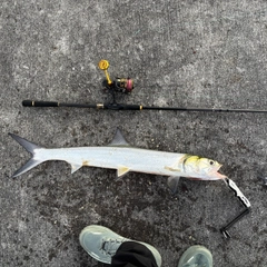 カライワシの釣果