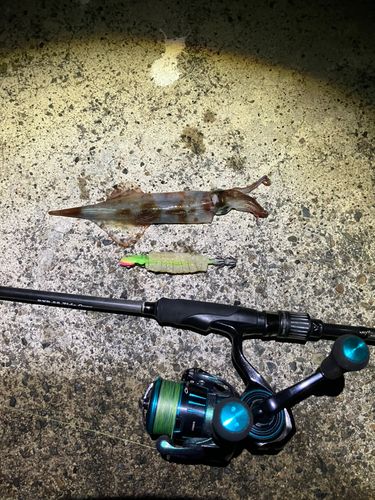 ヤリイカの釣果