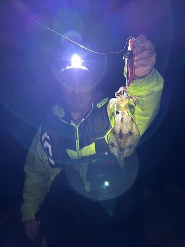 ヤリイカの釣果